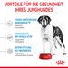 Royal Canin Giant Junior Welpentrockenfutter für sehr große Hunde Royal Canin Giant Junior Welpentrockenfutter für sehr große Hunde