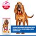 Hills Science Plan Canine Light Mature Adult 7+ Medium mit Huhn Trockenfutter