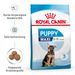 Royal Canin Maxi Puppy Trockenfutter für Welpen großer Rassen Royal Canin Maxi Puppy Trockenfutter für Welpen großer Rassen