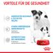 Royal Canin Starter Ultra Soft Mousse für Welpen