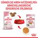 Royal Canin Kitten Frischebeutel mit Gelee Royal Canin Kitten Frischebeutel mit Gelee