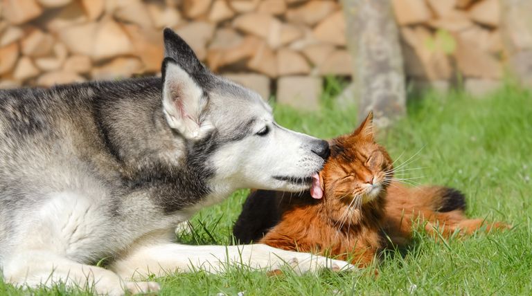 Tierarztwissen: Hautpflege für Katzen und Hunde mit Allergien