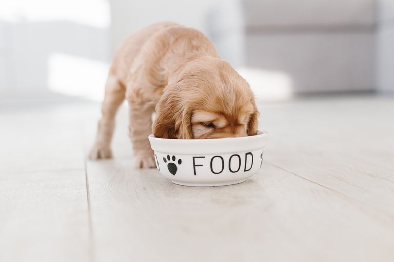 Tierarztwissen: Die beste Ernährung für Hunde im Wachstum