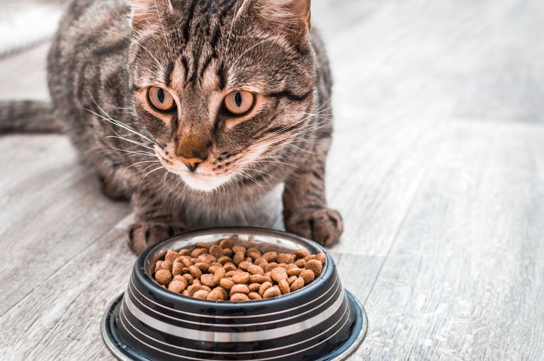 Tierarztwissen: Was tun wenn eine nierenkranke Katze nicht frisst?
