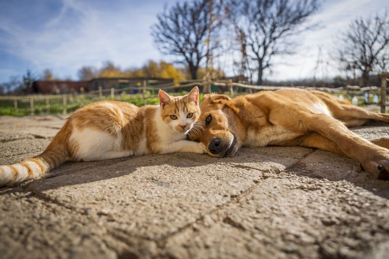 Tierarztwissen: Welche Impfungen brauchen Hund, Katze, Heimtier und Pferd?