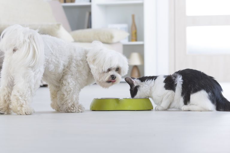 Tierarztwissen: Wie wirken Spezialfutter für zuckerkranke Hunde und Katzen?