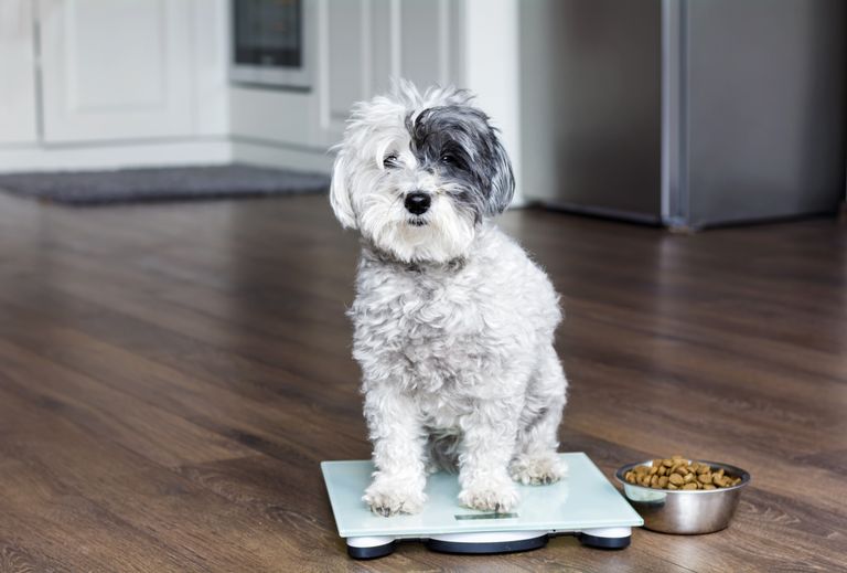 Tierarztwissen: So klappt das Abnehmen auch bei Ihrem Hund