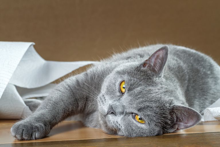Tierarztwissen: Urinproben von Katzen einzusammeln ist jetzt ganz leicht