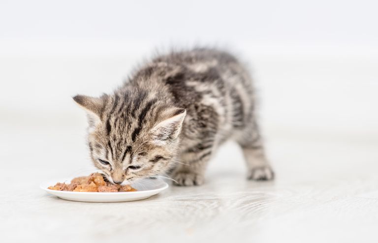 Tierarztwissen: Die beste Ernährung für Katzen im Wachstum