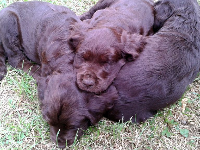 Tierarztwissen: Welpenblog Nr. 01: Welcher Hund passt zu uns?