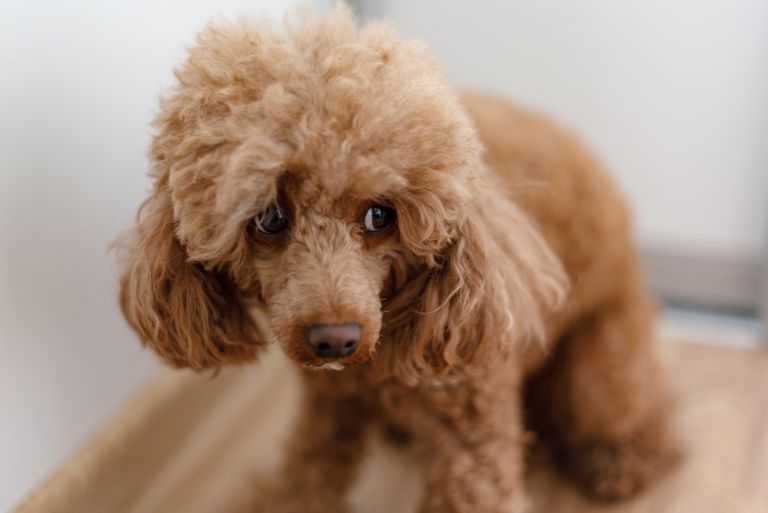 Tierarztwissen: Wie Sie Ihrem ängstlichen Hund helfen können, sich zu entspannen