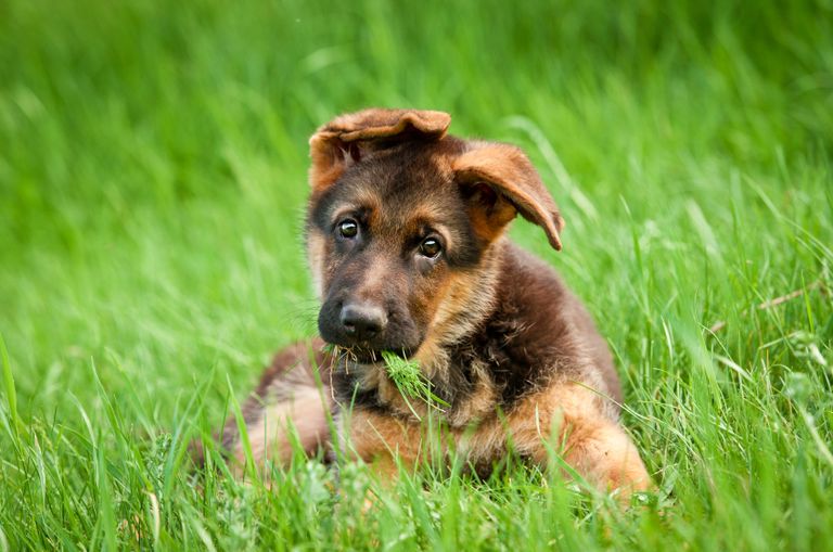 Tierarztwissen: Bauchspeicheldrüsenschwäche beim Hund