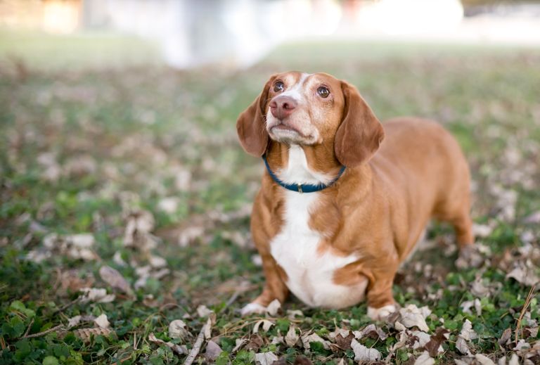 Tierarztwissen: Ist mein Hund zu dick?