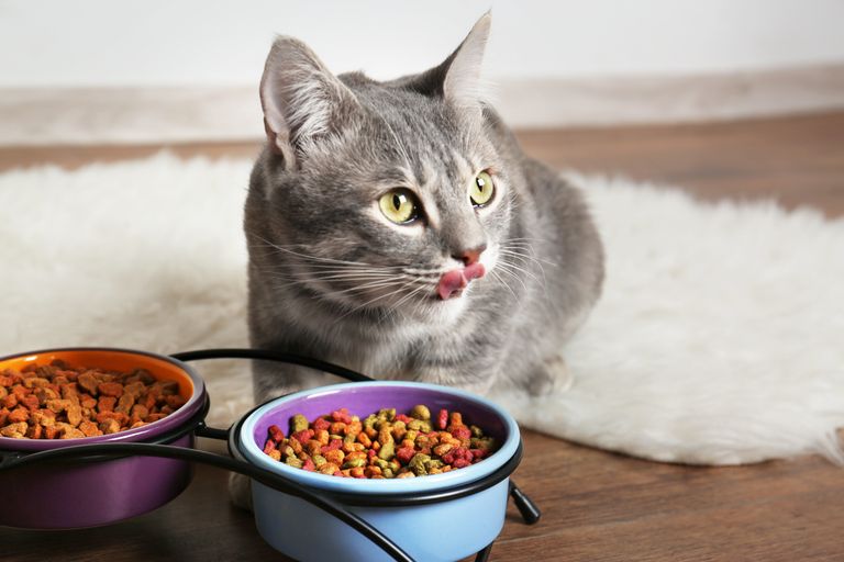 Tierarztwissen: Wie Sie Ihrer Katze neues Katzenfutter schmackhaft machen können