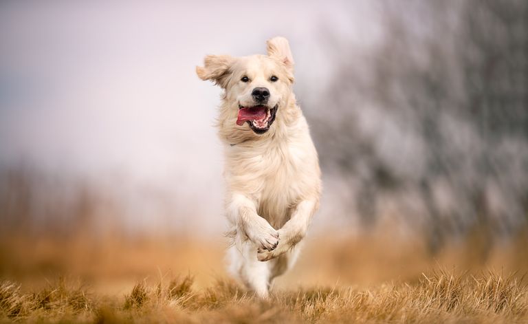Tierarztwissen: Abspecken macht Hunde tatsächlich glücklicher