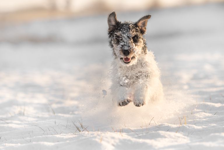 Tierarztwissen: Hundepfoten im Winter richtig schützen