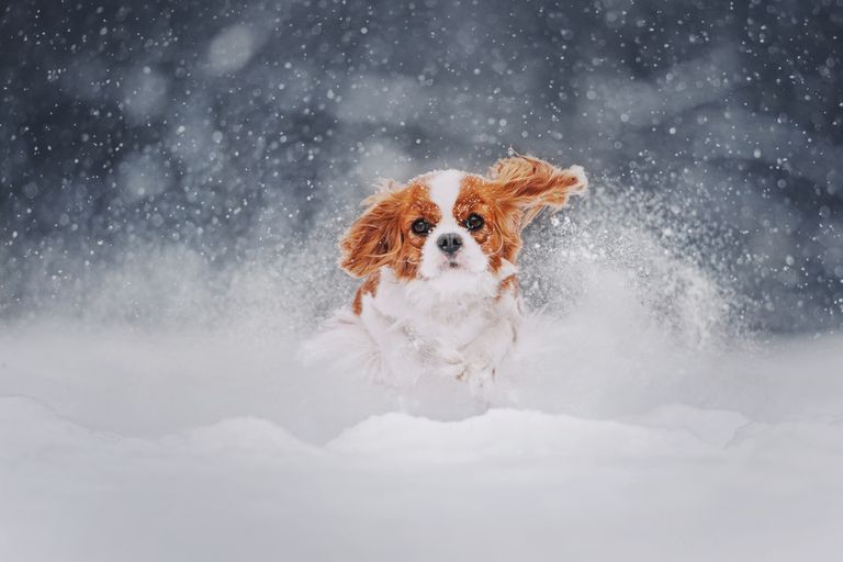 Tierarztwissen: Wintertipps für Hundehalter
