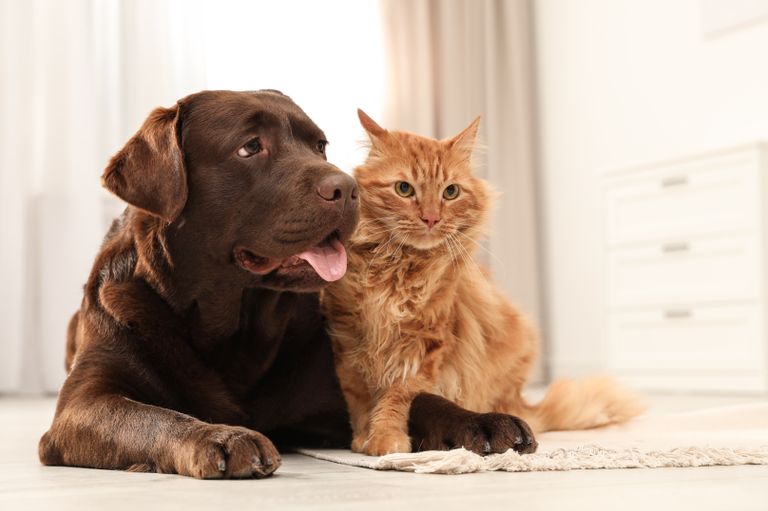 Tierarztwissen: Wie oft soll ich meinen Hund und meine Katze entwurmen?