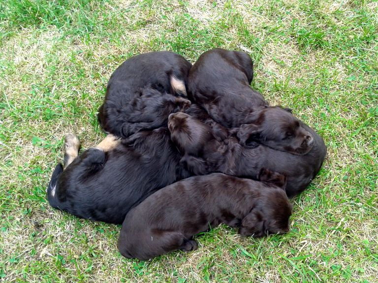 Tierarztwissen: Welpenblog Nr. 04: Abholen der Welpen vom Züchter