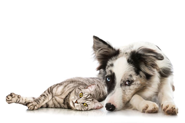 Tierarztwissen: Royal Canin Haut- und Allergikerfutter im neuen Design