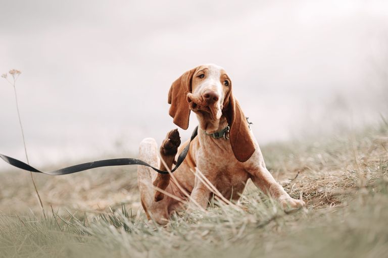 Tierarztwissen: Futtermittelallergien und -unverträglichkeiten bei Hunden