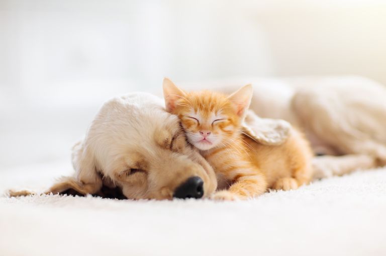 Tierarztwissen: Colostrum: Macht kleine Hunde und Katzen groß und stark
