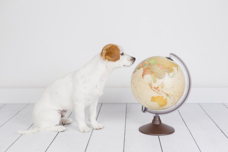 Tierarztwissen: Aktuelle Einreisebestimmungen für Hunde und Katzen