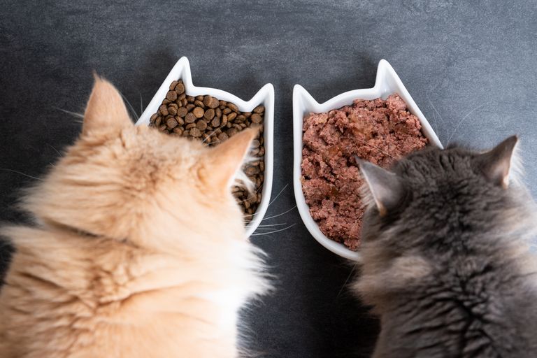 Tierarztwissen: Katzenernährung: Trockenfutter, Nassfutter oder beides?