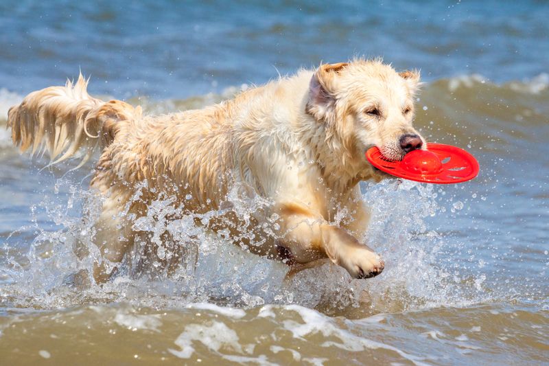 Alter Hund spielt mit Frisbee