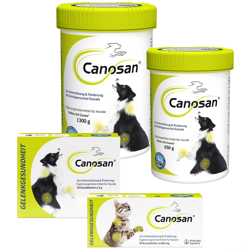 Canosan Hund mit Gonex von Boehringer Ingelheim