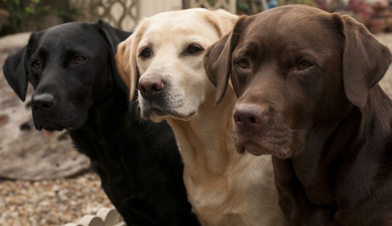 Warum Retriever zu Übergewicht neigen Labrador Retriever in schwarz blond und braun