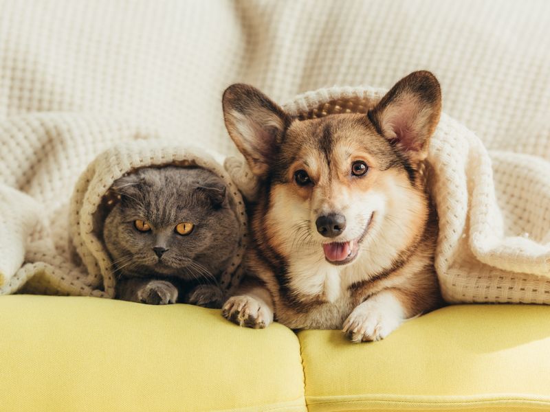 welsh Corgi Hund und British Shorthair Katze liegen zusammen unter einer Decke auf einem gelben Sofa