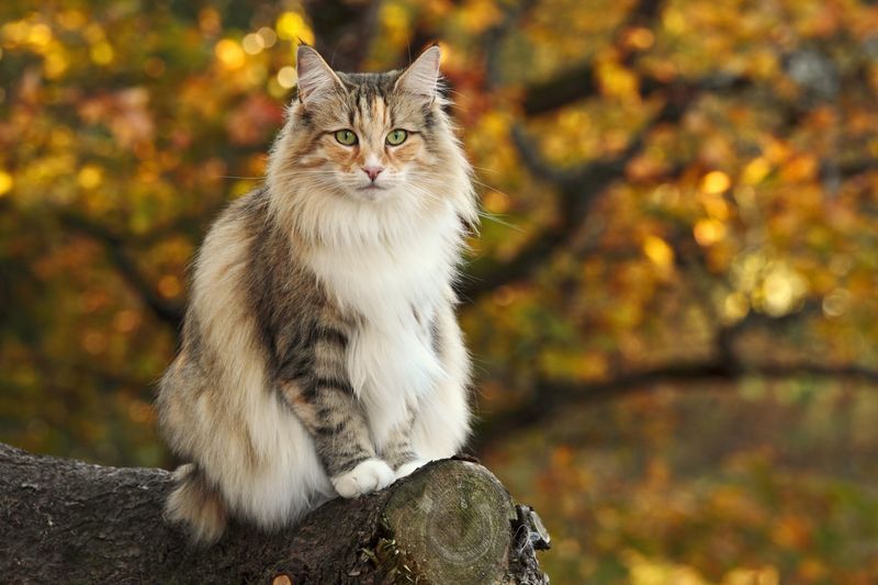 Langhaarkatze sitzt im herbstlichen Wald