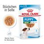 Royal Canin Mini Puppy Frischebeutel in Soße